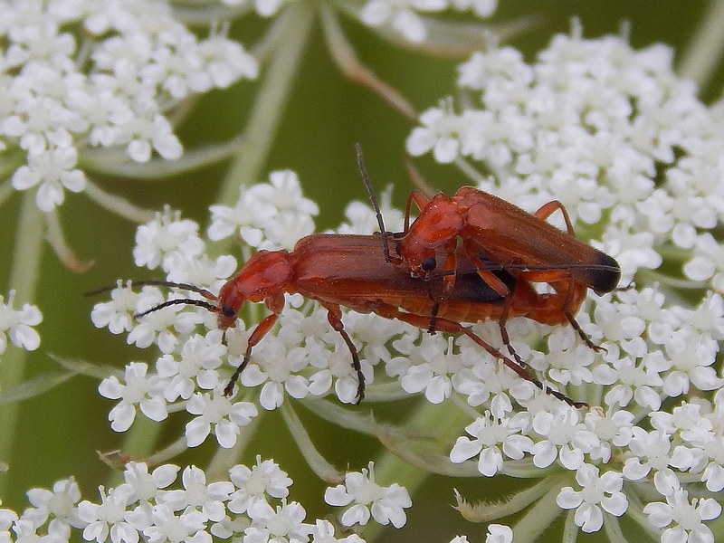 Aiuto ID coleottero4 - Rhagonycha fulva